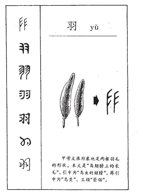 羽字邊的字|部首為羽的字